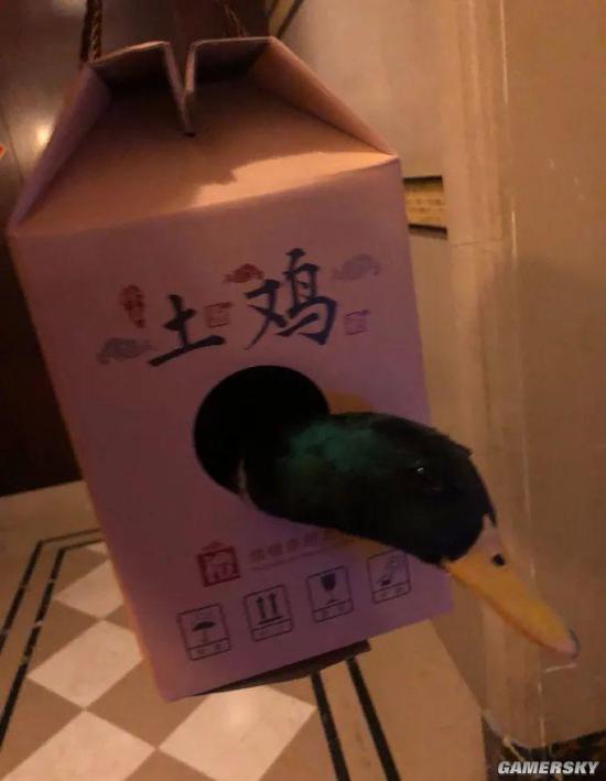 绿夏网络