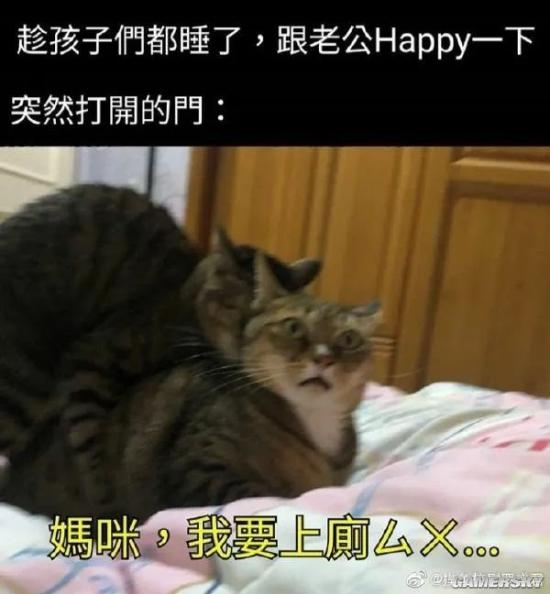 绿夏网络