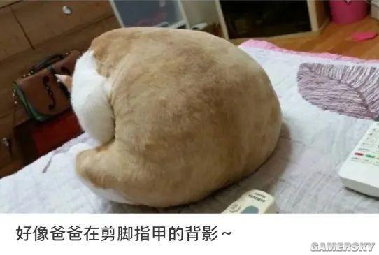 绿夏网络