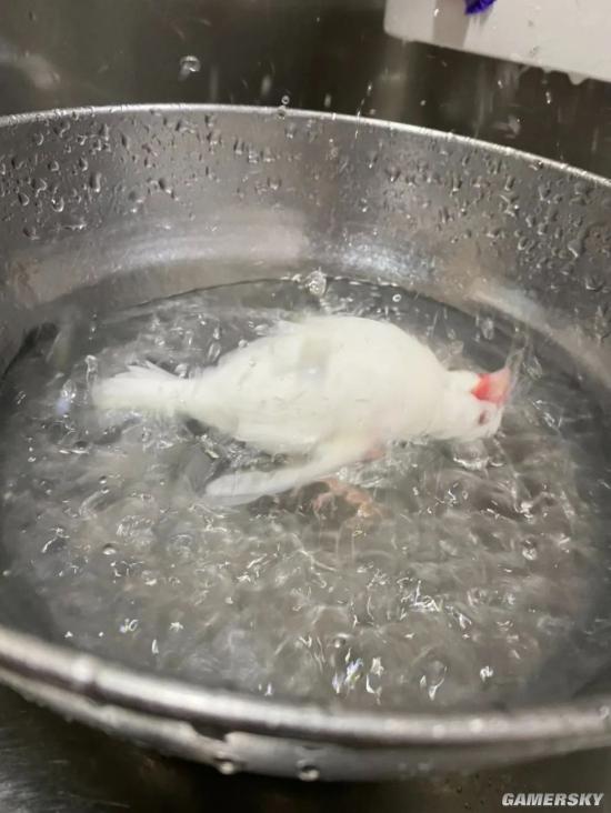 绿夏网络