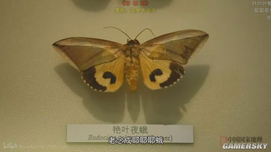绿夏网络