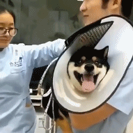 绿夏网络