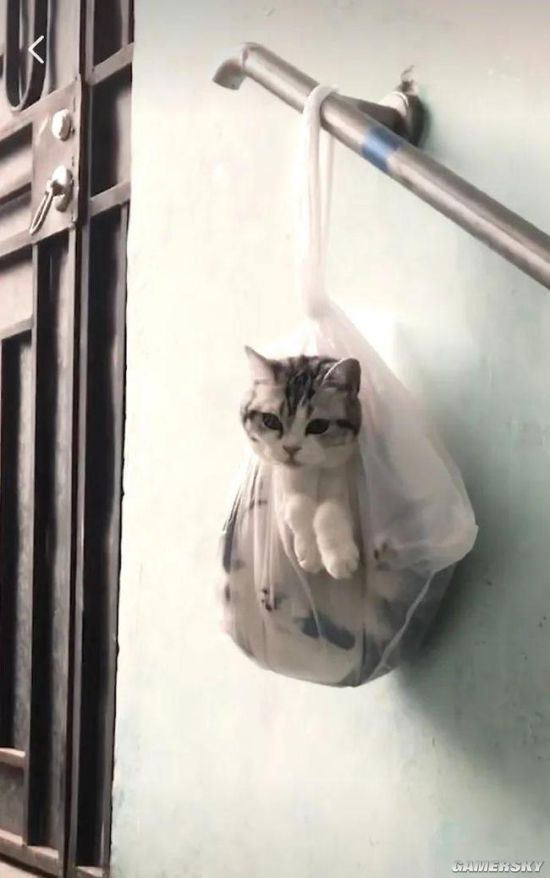 绿夏网络