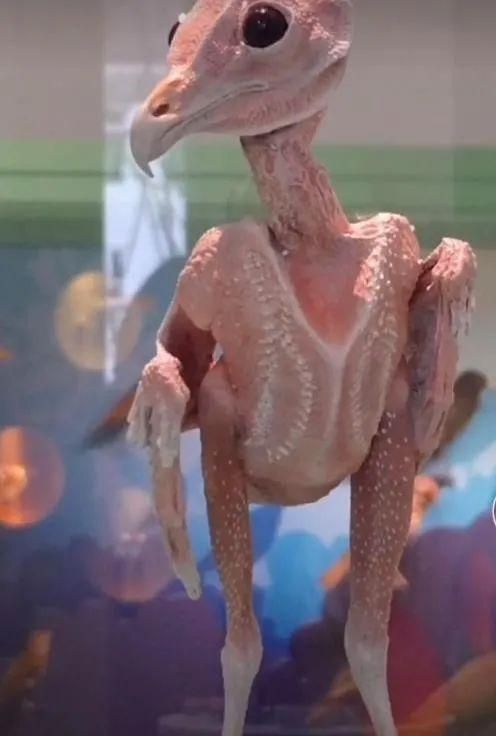 绿夏网络