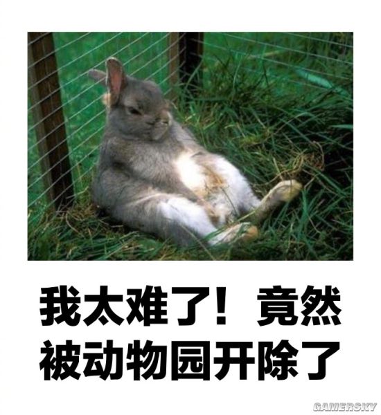 绿夏网络